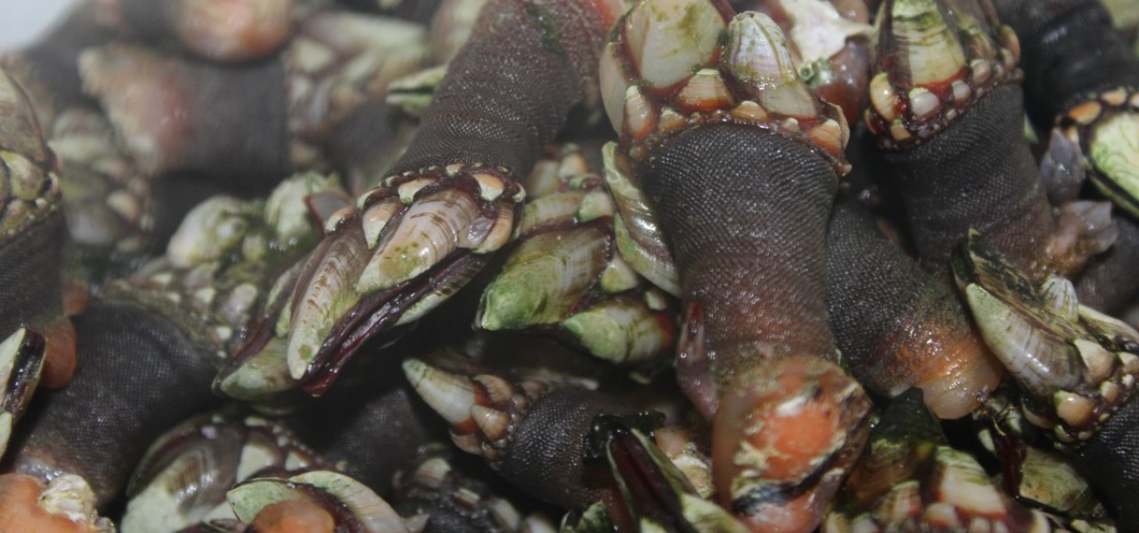 Marisco