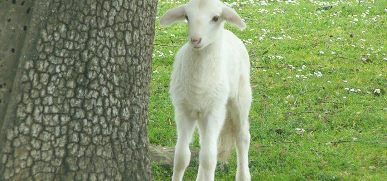 Cordero y cabrito