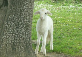 Cordero y cabrito