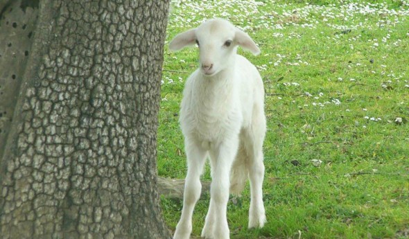 Cordero y cabrito