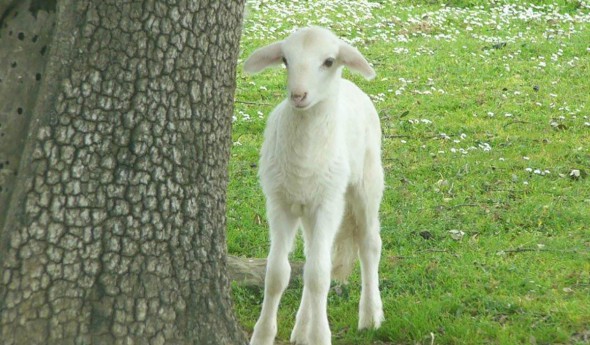 Cordero y cabrito